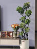 臨雅鴨腳木客廳綠植物高級感八方來(lái)財大型鴨掌木盆栽1.5m含盆源頭直發(fā) 曬單實(shí)拍圖