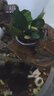 AIPHAROW魚(yú)缸中后景綠菊坨草活體淡水懶人造景蜈蚣草造景植物綠宮廷坨草 小巴榕1杯體驗裝 曬單實(shí)拍圖