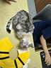 貴為（GiGwi）響紙獅子兩種發(fā)聲毛絨狗狗玩具耐咬解悶幼犬中小型犬寵物玩具 曬單實(shí)拍圖