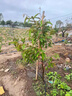 呆果丁貓山王金枕榴蓮樹(shù)果苗黑刺南北方種植正宗廣西嫁接水果苗帶土發(fā)貨 【強烈推薦】蘇丹王榴蓮6年苗（不活包補） 曬單實(shí)拍圖