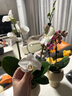 歐芽  蝴蝶蘭盆栽帶花劍蘭花大苗客廳室內(nèi)植物耐寒花卉好養(yǎng)活 雙梗帶花【阿瑪+高腳盆】 曬單實(shí)拍圖