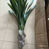 【特級蘭花】高檔蘭花苗墨蘭企黑濃香型蘭花室內客廳四季好養盆栽 2盆墨蘭10苗連身【當年開(kāi) 花】 曬單實(shí)拍圖