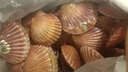 扇貝紅貝鮮活新鮮帶殼港灣批發(fā)海鮮水產(chǎn)貝類(lèi)扇貝一箱特大號 帶箱5.5-6斤凈5.03斤沖銷(xiāo)量 1g(凈重) 曬單實(shí)拍圖
