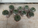 仙人球緋花玉開(kāi)花帶花苞仙人掌類(lèi)多肉綠植物桌面花卉小盆栽 黃美人直徑6-8厘米 不含盆 曬單實(shí)拍圖