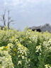 伊芙麗（eifini）蔣欣代言女裝優(yōu)雅小香風(fēng)圓領(lǐng)針織開(kāi)衫百搭外套2025夏裝新款 米白 M 曬單實(shí)拍圖