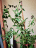 瑯闕黃木香花樹(shù)苗種子四季開(kāi)花爬藤爬墻植物薔薇月季 50-80cm源頭直發(fā) 曬單實(shí)拍圖