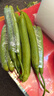 新鮮山東長(cháng)香絲瓜產(chǎn)地直發(fā)時(shí)令蔬菜綠皮絲瓜當季現摘消暑解膩 4斤 曬單實(shí)拍圖