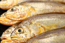 冰鮮部族小黃魚(yú) 新鮮冷凍海鮮深海黃花魚(yú) 活魚(yú)速凍燒烤食材 【新鮮海捕】深海小黃魚(yú)4斤 曬單實(shí)拍圖
