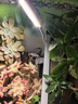 三思京東集采JC系列全光譜植物燈補光燈仿太陽(yáng)光植物生長(cháng)盆夾燈-12W 曬單實(shí)拍圖