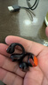 拜雅（beyerdynamic）AMIRON ZERO藍(lán)牙耳機(jī)耳夾式不入耳 拜亞動(dòng)力阿米羅ZERO 運(yùn)動(dòng)跑步開放式超輕無感佩戴2025年最新款 AMIRON ZERO橙黑色【重磅新品】 曬單實(shí)拍圖
