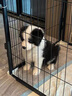 朵蔓純種邊牧幼犬隕石邊境牧羊犬黑白邊牧三通七白金邊牧高智商寵物狗 血統級 黑白邊牧 公 曬單實(shí)拍圖