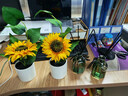 范爺家向日葵仿真花假花擺件客廳桌面盆栽花瓶高級感室內裝飾品畢業(yè)禮物 曬單實(shí)拍圖