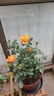果汁陽(yáng)臺月季花苗四季開(kāi)花卉盆栽綠植物室內花易活玫瑰帶花苞庭院 果汁陽(yáng)臺【大花濃香，月月開(kāi)分枝多】 【帶花苞】【盆口徑15cm】原盆冠25高35 曬單實(shí)拍圖