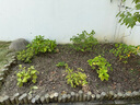 虹越松鱗覆蓋物50升大包裝 花彩師系列松鱗介質(zhì) 園林景觀(guān)綠化鋪面介質(zhì) 普通型覆蓋物 曬單實(shí)拍圖