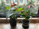 紅掌水培盆栽室內(nèi)易養(yǎng)水生花卉白掌綠植一帆風(fēng)順客廳觀花植物粉掌 紅掌1顆（不含其他） 整體高度（28-35cm） 曬單實拍圖