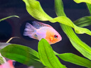 坤寧王*魚(yú)鹽水族專(zhuān)用鹽魚(yú)缸殺菌消毒粗鹽凈水片水質(zhì)凈化劑海鹽養魚(yú) 2斤 曬單實(shí)拍圖