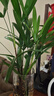 懶大姐大型富貴竹小葉棕竹水培綠室內客廳水竹金山竹招財米旺宅盆栽植物 金山棕竹50-60cm3株 曬單實(shí)拍圖