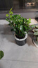 植導引力九里香綠植小盆栽室內桌面花卉植物 九里香+輕奢灰自吸盆 不帶花發(fā)貨 曬單實(shí)拍圖