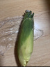 京鮮生云南水果玉米5斤 鮮甜玉米棒 甜脆多汁 新鮮蔬菜 源頭直發(fā)包郵 曬單實(shí)拍圖