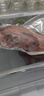 大莊園 進(jìn)口草飼原切牛腱子凈重2斤 生鮮牛肉 醬鹵燉煮食材【真原切】 曬單實(shí)拍圖
