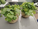 意軒銅錢(qián)草水培盆栽室內室外花卉金錢(qián)草綠植吸綠植花草植物 2盆【100根莖帶葉發(fā)貨不含盆】 曬單實(shí)拍圖