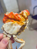 【活蟹】仲秋大閘蟹鮮活水產(chǎn)生鮮禮盒中秋送禮 全母蟹3.0-3.3兩  10只 曬單實(shí)拍圖
