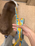 拉夫威爾克拉格EX狗狗牽引繩子中型犬ruffwear泰迪比熊寵物牽狗繩牽狗狗鏈 波濤升騰EX? 曬單實(shí)拍圖