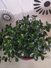 四季常青金魚(yú)花吊蘭盆栽室內綠植花卉多肉植物發(fā)財樹(shù)好養易活客廳 金魚(yú)吊蘭【整盆20-30顆】原盆土 曬單實(shí)拍圖