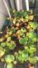 水葫蘆水生水培植物池塘魚(yú)缸龜缸造景浮萍水草水草培植物水養好養 500棵 曬單實(shí)拍圖
