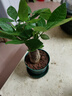 發(fā)財樹(shù)盆栽大植物室內辦公室桌面客廳小盆景招財樹(shù)苗綠植花卉盆栽 小單桿發(fā)財樹(shù) 2-3cm【加侖盆】 【送肥料】 曬單實(shí)拍圖