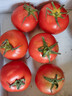 新鮮沙瓤西紅柿自然成熟現摘現發(fā)番茄下蔬菜生鮮減肥單果80g+ 新鮮西紅柿 2斤 帶箱 曬單實(shí)拍圖