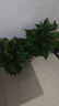 雙盟綠蘿盆栽除甲醛花卉綠植辦公室新房?jì)艋諝?80加侖2盆裝源頭直發(fā) 曬單實(shí)拍圖