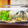 森森（SUNSUN）魚(yú)缸加熱棒自動(dòng)恒溫水族箱防爆加熱器魚(yú)缸水族用品 高硼硅玻璃50W(18cm長(cháng)) 曬單實(shí)拍圖