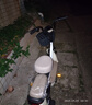 飛鴿E75【限時(shí)特價(jià)】智能電動(dòng)自行車(chē)45公里長(cháng)續航電動(dòng)車(chē)鉛酸電池48V12A電瓶車(chē)國標可上牌代步車(chē)白 曬單實(shí)拍圖