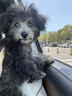 泰迪幼犬純種灰泰迪貴賓犬茶杯犬長不大小體狗小型犬活體狗寵物狗 寵物級 灰泰迪 公 曬單實(shí)拍圖