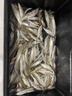 民間藝人飛磕競技擋針不銹鋼針超硬臺釣魚(yú)檔針魚(yú)護配件脫鉤小鯽魚(yú) 升級雙針款 曬單實(shí)拍圖
