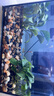 坤寧王魚用土霉素魚藥爛尾爛肉腸炎烏龜白眼病藥專用腐皮爛甲水族藥劑 曬單實(shí)拍圖