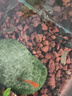 釣魚(yú)王活魚(yú)袋防水加厚魚(yú)護包釣魚(yú)折疊魚(yú)袋漁獲裝魚(yú)袋垂釣用品 大號 曬單實(shí)拍圖