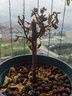 綠纓三角梅盆栽帶花樹(shù)苗四季花卉老樁開(kāi)花植物苗重瓣爬藤三角梅花 爬藤同安紅6年苗【40-50cm高】【原盆原土7 帶盆栽好 曬單實(shí)拍圖