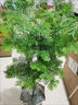 水杉盆景室內植物庭院魚(yú)池造型水培植物造型水杉 水杉叢林老樁【高度約30】 曬單實(shí)拍圖