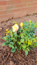 景郁春 JIRYUCUR玫瑰花苗特大花月季花苗綠植陽(yáng)臺盆栽薔薇花苗果汁陽(yáng)臺源頭直發(fā) 曬單實(shí)拍圖