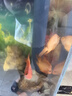 CRAZY PLANT血紅鸚鵡魚(yú)觀(guān)賞魚(yú)耐活好養自來(lái)水發(fā)財魚(yú)熱帶淡水魚(yú)元寶魚(yú)苗風(fēng)水魚(yú) 【大型純血】10-12CM紅鸚鵡3條 曬單實(shí)拍圖