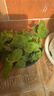 迷迭香苗盆栽可食用驅蚊植物香草薄荷苗綠植物室內煎牛排水培花卉 小盆食用薄荷苗約10cm高原盆土2盆 曬單實(shí)拍圖