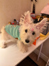 華元寵具（hoopet）狗狗衣服秋冬保暖小型犬冬季貓咪西高地比熊雪納瑞寵物防掉毛衣服 藍條紋領(lǐng)結綠色背心 S-胸圍37CM（建議4-7斤） 曬單實(shí)拍圖