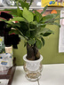 發(fā)財樹(shù)水培【無(wú)土】綠植盆栽 室內好養植物 2年老樁【無(wú)土純水培三桿發(fā)財樹(shù)龍蛋盆】+植物活力素 曬單實(shí)拍圖