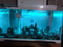 JUWEL魚(yú)缸造景假山石水族箱裝飾仿真假山創(chuàng  )意擺件用品大中小號多款小魚(yú) 江山如畫(huà)（青苔） 88888 88888 曬單實(shí)拍圖