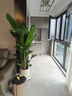 愛(ài)優(yōu)尚天堂鳥(niǎo)綠植盆栽客廳室內辦公室大型綠植好養凈化空氣源頭直發(fā) 曬單實(shí)拍圖