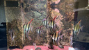 德彩（tetra）七彩神仙魚(yú)緩沉飼料 燈魚(yú)慈鯛增艷魚(yú)糧 高蛋白小型觀(guān)賞魚(yú)食通用型 七彩神仙魚(yú)飼料93g 曬單實(shí)拍圖