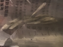 采緹（CAITI）食蚊魚(yú) 能生小魚(yú)的魚(yú) 滅蚊蟲(chóng)工具魚(yú) 飼料魚(yú) 群游觀(guān)賞魚(yú)群游冷水魚(yú) 3-4厘米超大食蚊魚(yú)15條包活13條 曬單實(shí)拍圖
