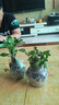重瓣沙漠玫瑰盆栽花苗老樁植物四季花卉綠室內陽(yáng)臺小盆景好養易活 精品紅色6年苗【發(fā)兩盆】原盆原土【當年開(kāi)花多多+肥 曬單實(shí)拍圖